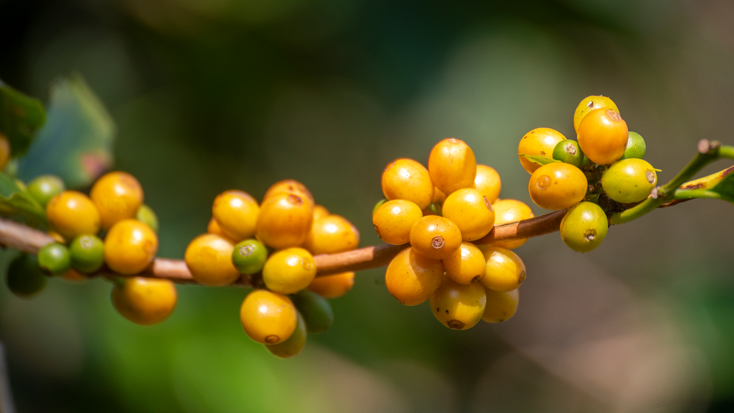 Kopi Bourbon Kuning: Permata Emas Kopi Spesial