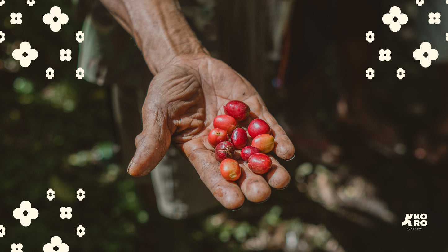 Giling Basah: Tradisi Kopi Indonesia yang Mengubah Segalanya