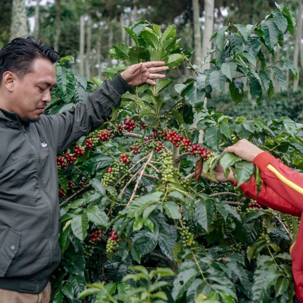 Merintis Kopi Specialty Indonesia: Dandy Dharmawan dan Bangkitnya Ijen Lestari